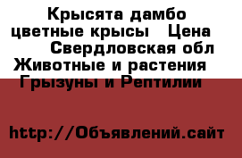 Крысята дамбо цветные крысы › Цена ­ 250 - Свердловская обл. Животные и растения » Грызуны и Рептилии   
